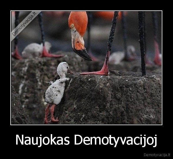 Naujokas Demotyvacijoj - 