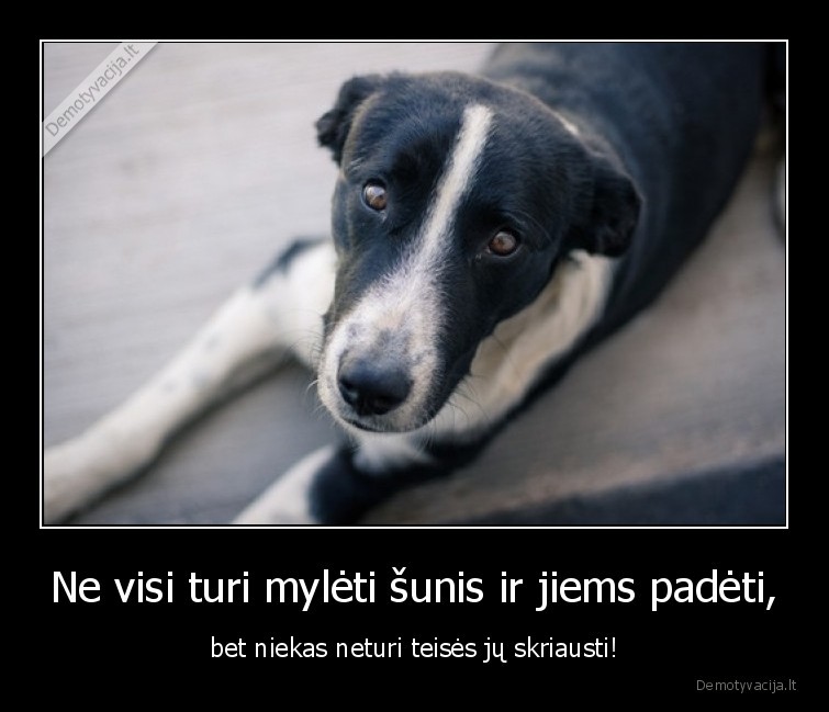 Ne visi turi mylėti šunis ir jiems padėti, - bet niekas neturi teisės jų skriausti!