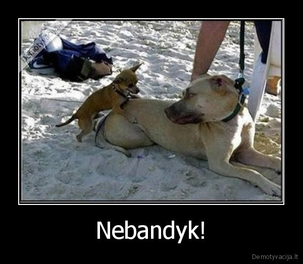 Nebandyk! - 