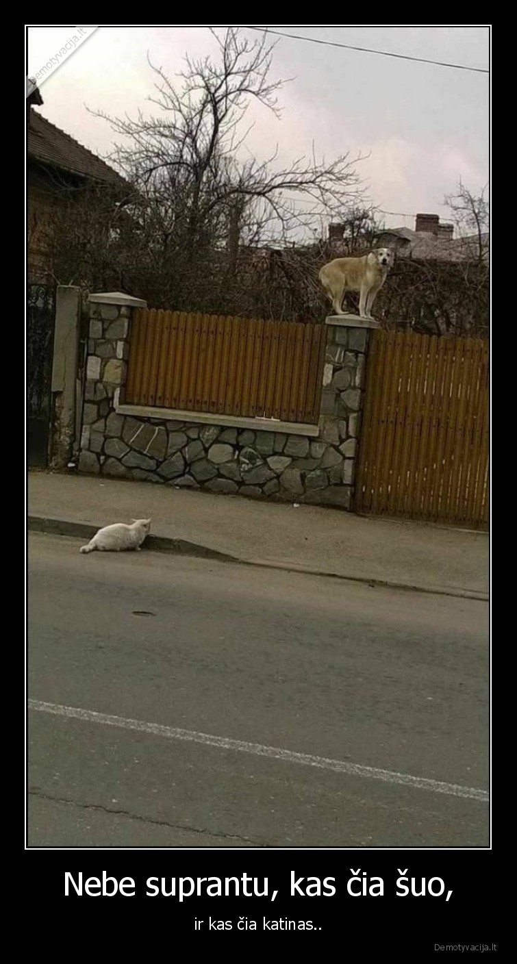 Nebe suprantu, kas čia šuo, - ir kas čia katinas..