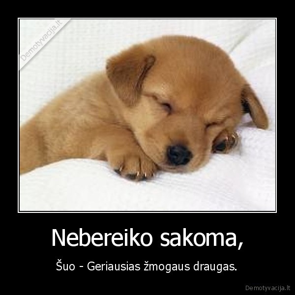 Nebereiko sakoma, - Šuo - Geriausias žmogaus draugas.