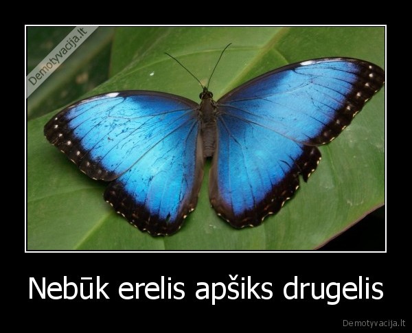 Nebūk erelis apšiks drugelis - 