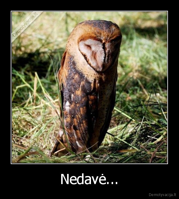 Nedavė... - 