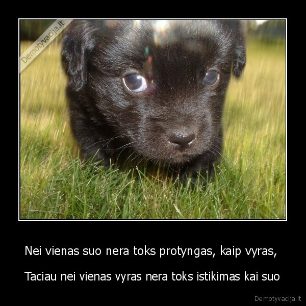 Nei vienas suo nera toks protyngas, kaip vyras,  - Taciau nei vienas vyras nera toks istikimas kai suo