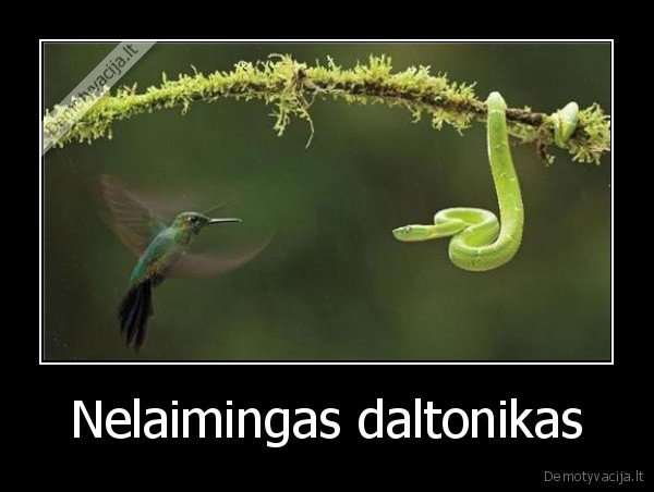 Nelaimingas daltonikas - 