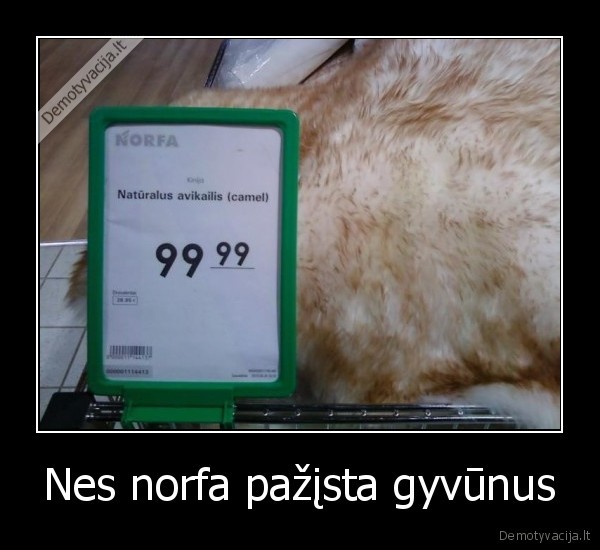 Nes norfa pažįsta gyvūnus - 