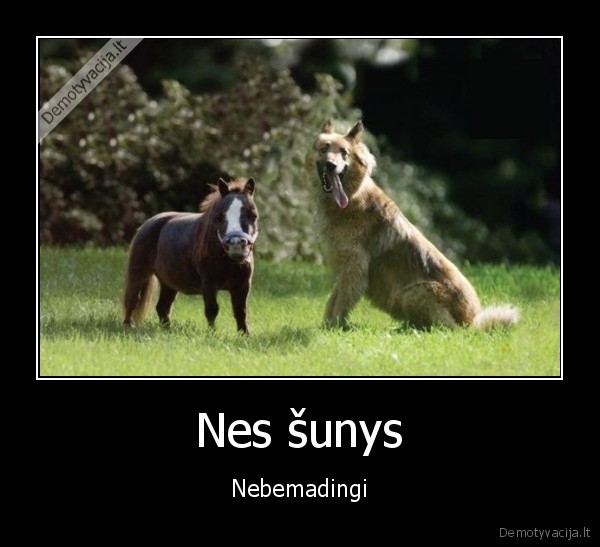 Nes šunys - Nebemadingi