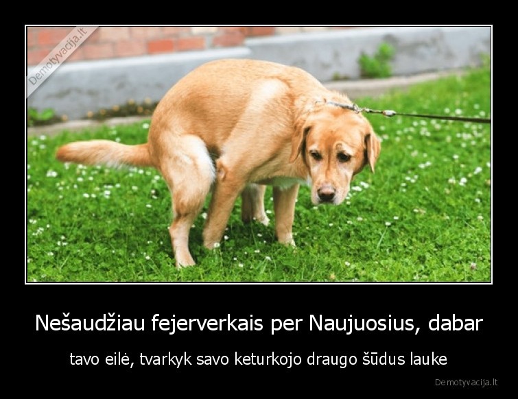 Nešaudžiau fejerverkais per Naujuosius, dabar - tavo eilė, tvarkyk savo keturkojo draugo šūdus lauke