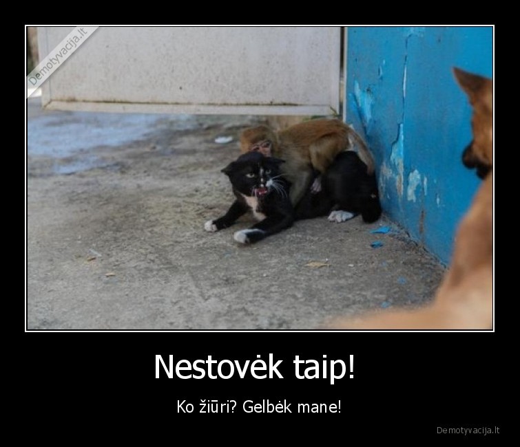 Nestovėk taip!  - Ko žiūri? Gelbėk mane!