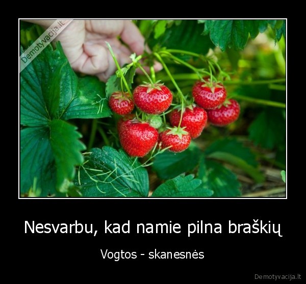 Nesvarbu, kad namie pilna braškių - Vogtos - skanesnės