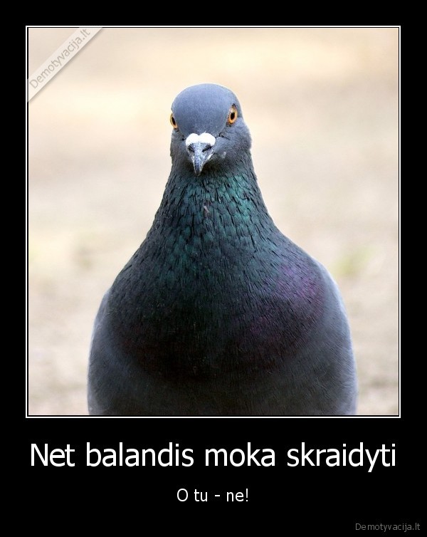 Net balandis moka skraidyti - O tu - ne!