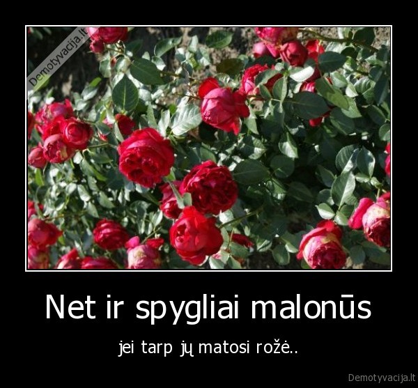 Net ir spygliai malon&#363;s - jei tarp j&#371; matosi ro&#382;&#279;..