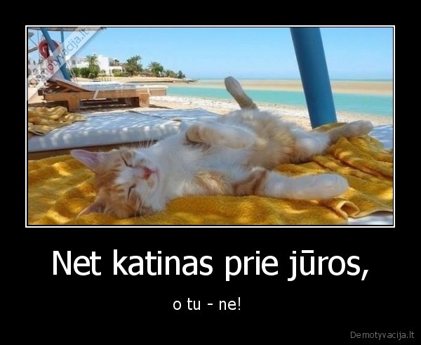 Net katinas prie jūros, - o tu - ne! 