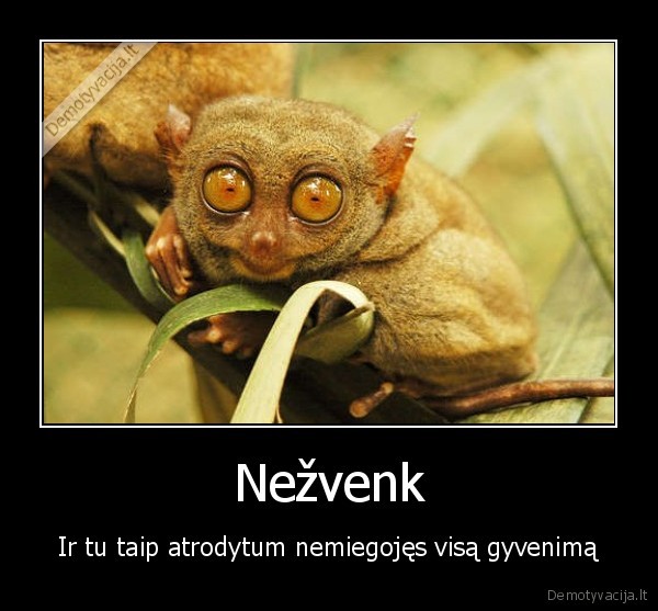 Nežvenk - Ir tu taip atrodytum nemiegojęs visą gyvenimą