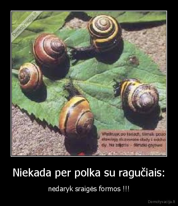 Niekada per polka su ragučiais: - nedaryk sraigės formos !!!