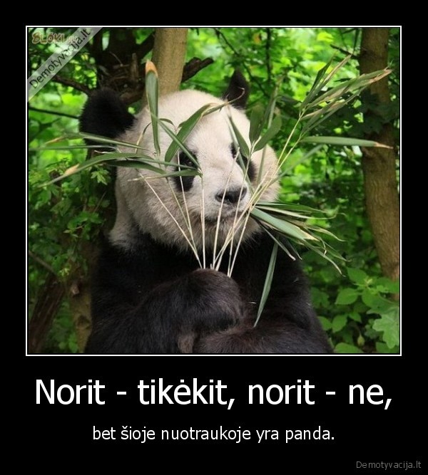 Norit - tikėkit, norit - ne, - bet šioje nuotraukoje yra panda.