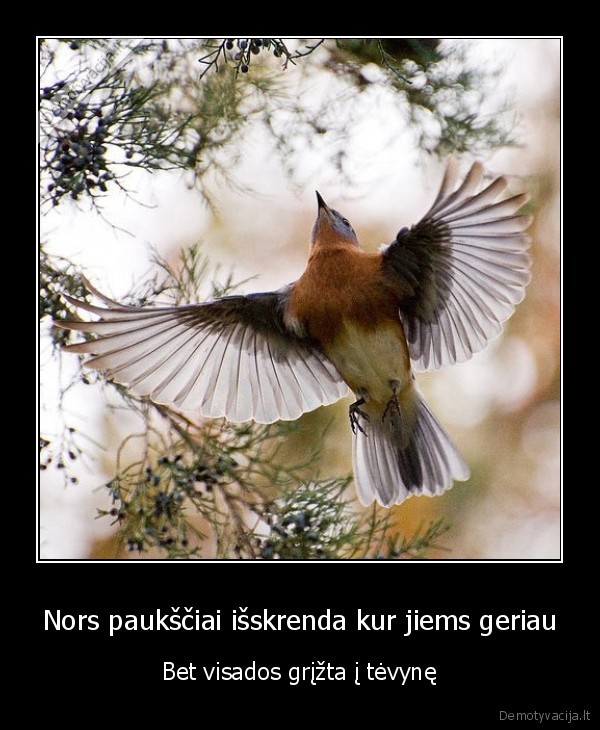 Nors paukščiai išskrenda kur jiems geriau - Bet visados grįžta į tėvynę