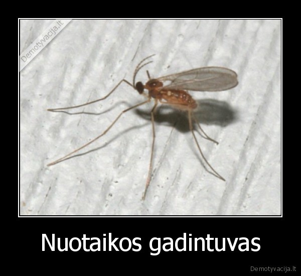 Nuotaikos gadintuvas - 