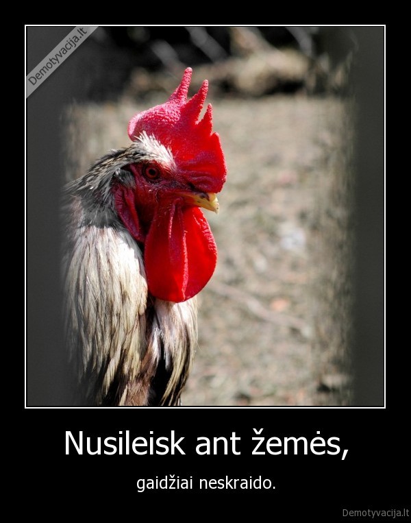 Nusileisk ant žemės, - gaidžiai neskraido.