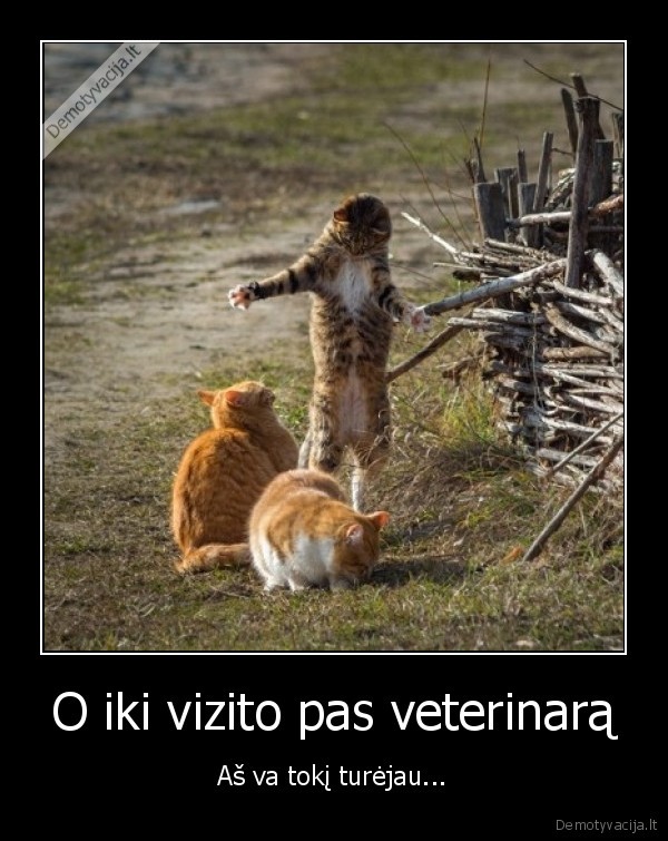 O iki vizito pas veterinarą - Aš va tokį turėjau...