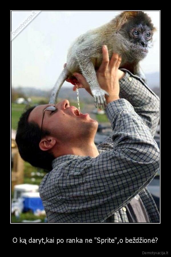 O ką daryt,kai po ranka ne "Sprite",o beždžionė? - 