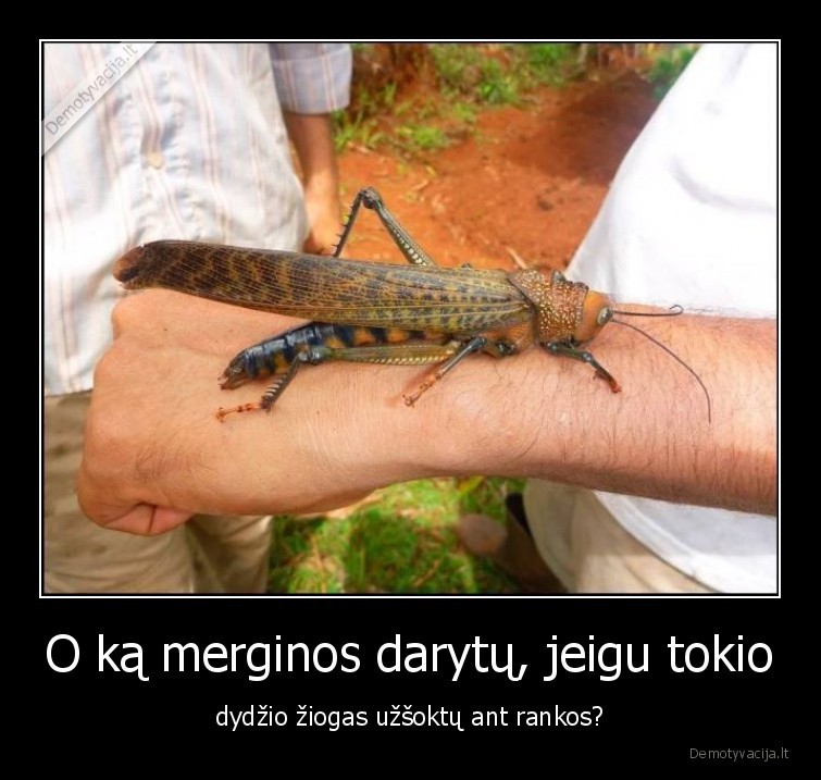 O ką merginos darytų, jeigu tokio - dydžio žiogas užšoktų ant rankos?