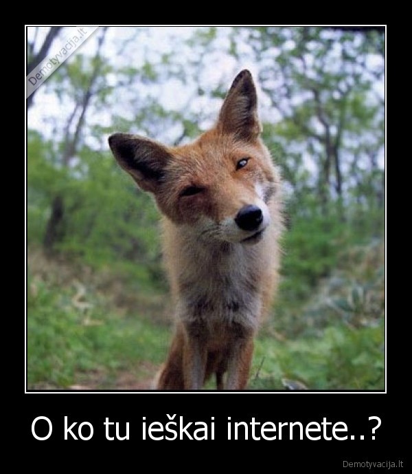 O ko tu ieškai internete..? - 