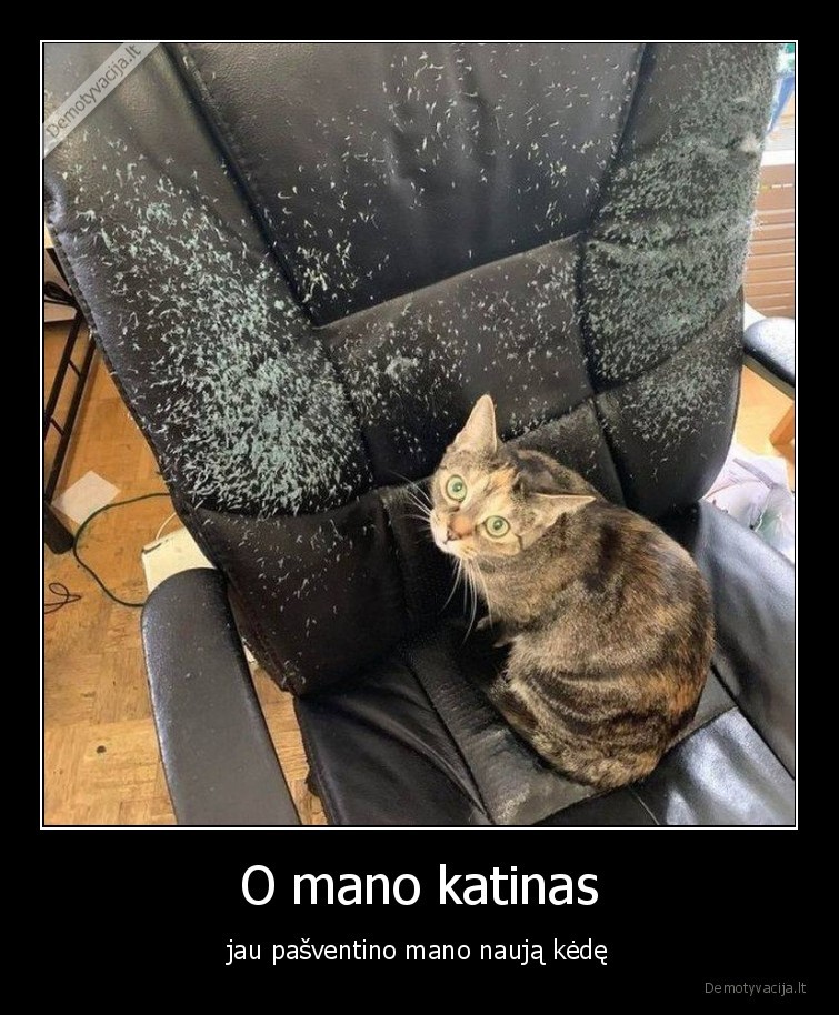 O mano katinas - jau pašventino mano naują kėdę