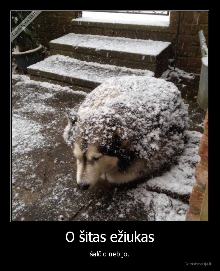 O šitas ežiukas - šalčio nebijo.