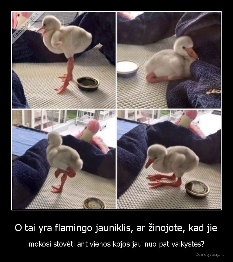 O tai yra flamingo jauniklis, ar žinojote, kad jie - mokosi stovėti ant vienos kojos jau nuo pat vaikystės?