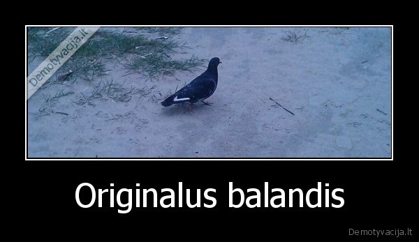 Originalus balandis - 