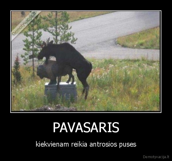 PAVASARIS - kiekvienam reikia antrosios puses