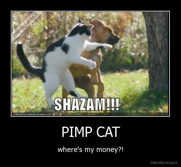 PIMP CAT - where's my money?!