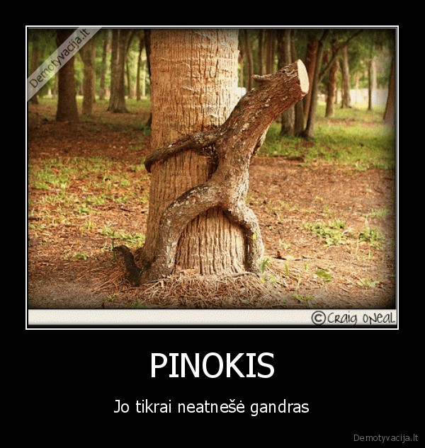 PINOKIS - Jo tikrai neatnešė gandras