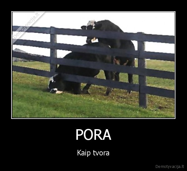 PORA - Kaip tvora