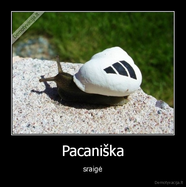 Pacaniška - sraigė