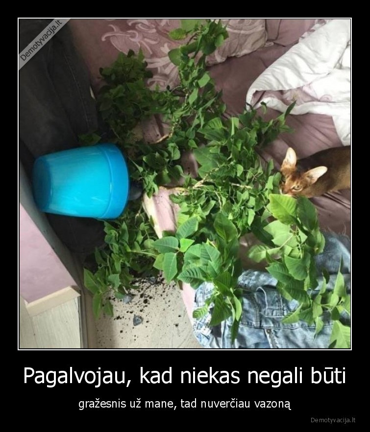 Pagalvojau, kad niekas negali būti - gražesnis už mane, tad nuverčiau vazoną