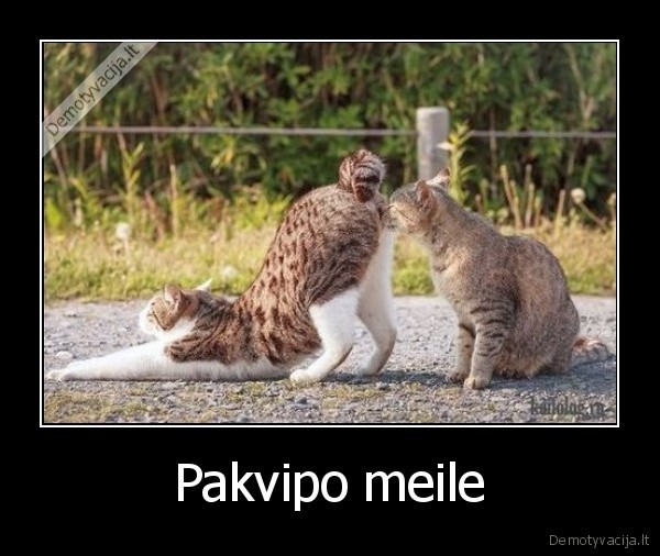 Pakvipo meile - 