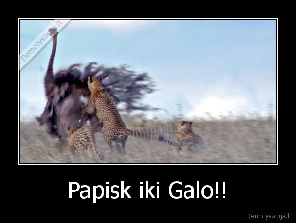 Papisk iki Galo!! - 