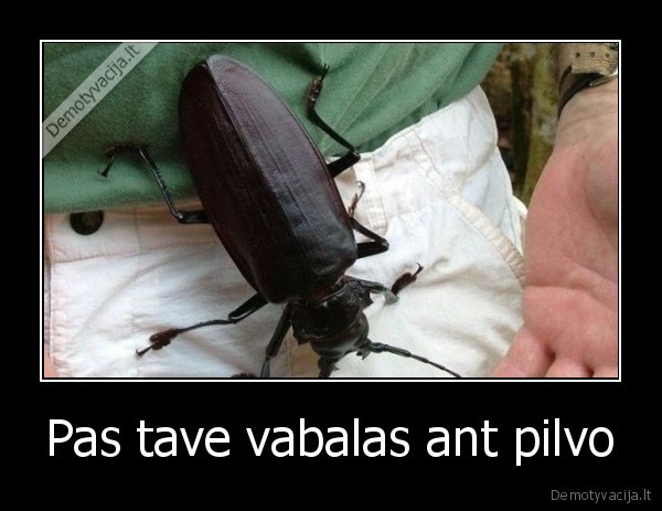 Pas tave vabalas ant pilvo - 