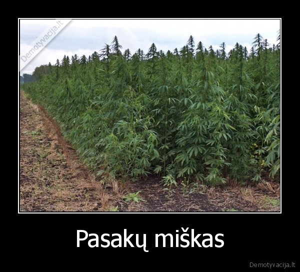 Pasakų miškas - 