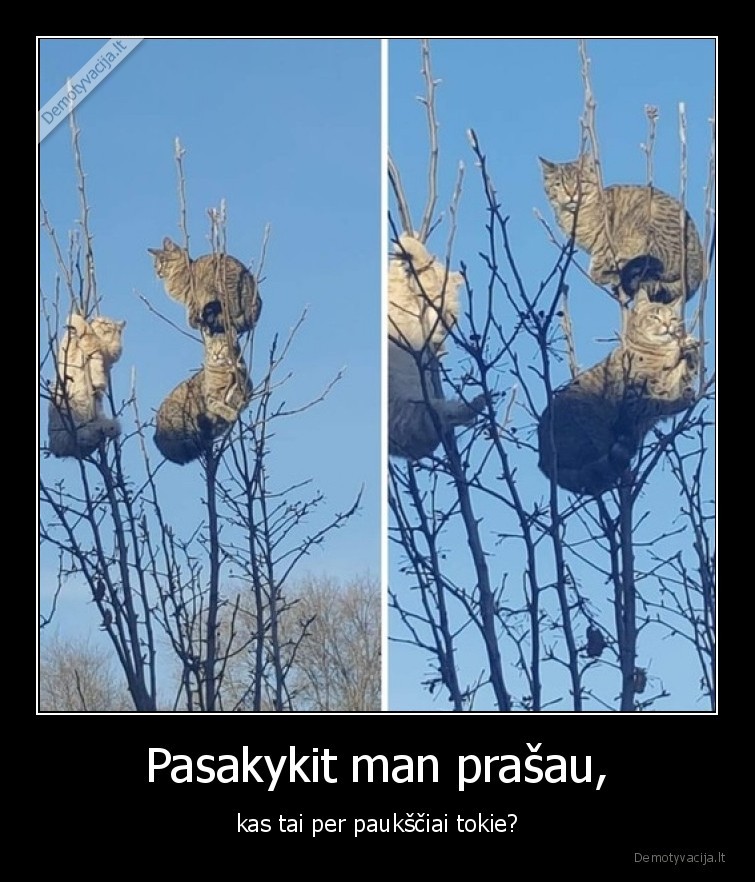 Pasakykit man prašau, - kas tai per paukščiai tokie?