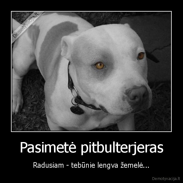 Pasimetė pitbulterjeras - Radusiam - tebūnie lengva žemelė...