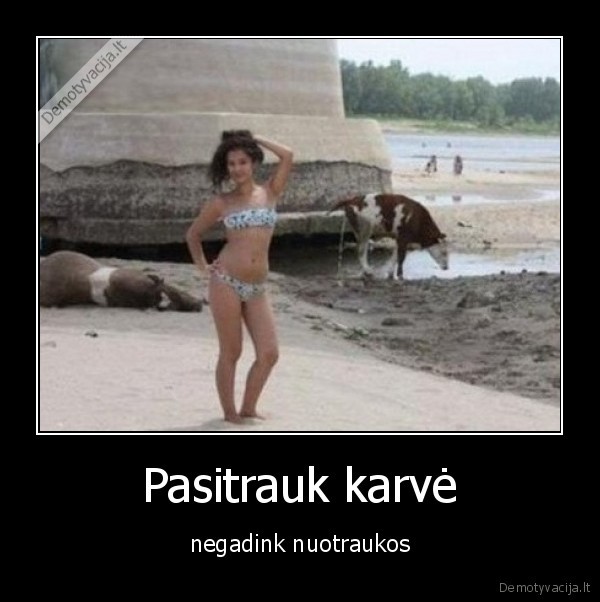 Pasitrauk karvė - negadink nuotraukos