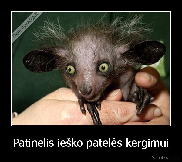 Patinelis ieško patelės kergimui - 