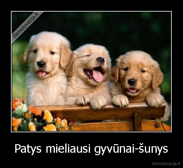 Patys mieliausi gyvūnai-šunys - 