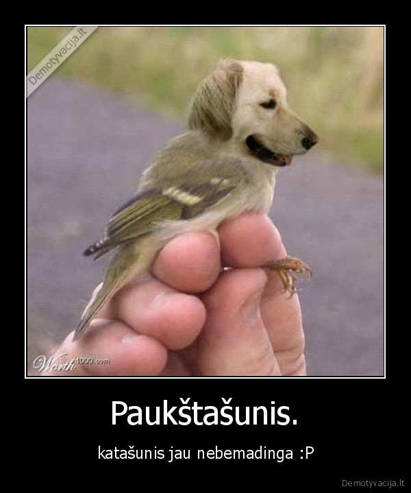 Paukštašunis. - katašunis jau nebemadinga :P