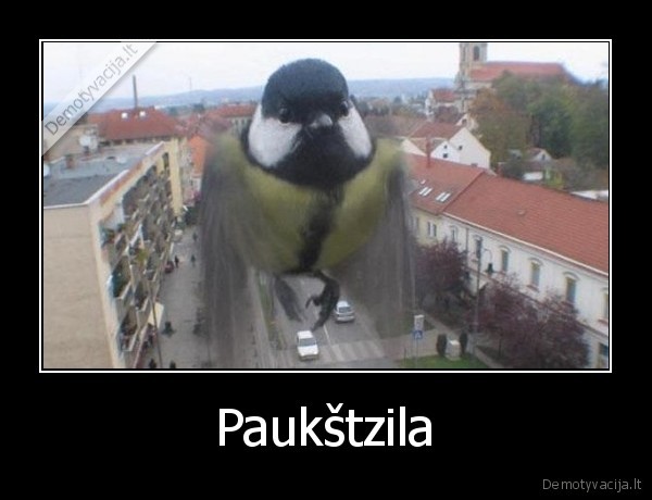 Paukštzila - 