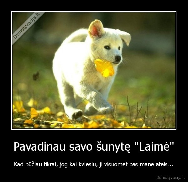 Pavadinau savo šunytę "Laimė" - Kad būčiau tikrai, jog kai kviesiu, ji visuomet pas mane ateis...