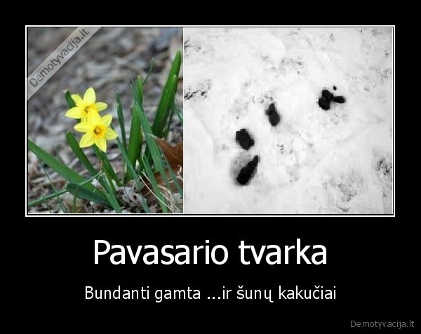 Pavasario tvarka - Bundanti gamta ...ir šunų kakučiai